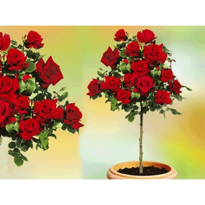 Róża na pniu sztamowa Czerwona I gatunek 2 oczka